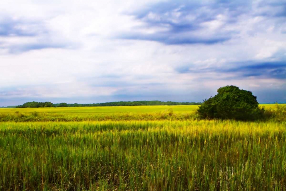 Marshland Storm II art print by Alan Hausenflock for $57.95 CAD