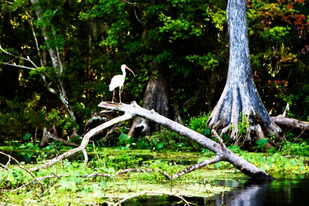 Ibis on a Limb art print by Alan Hausenflock for $57.95 CAD