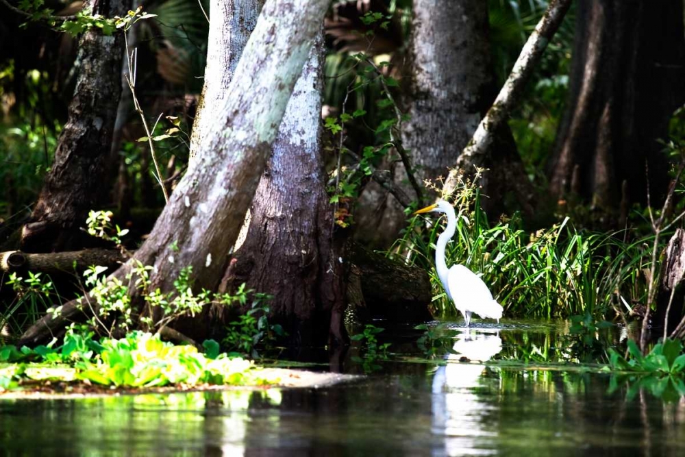 Stalking Egret art print by Alan Hausenflock for $57.95 CAD