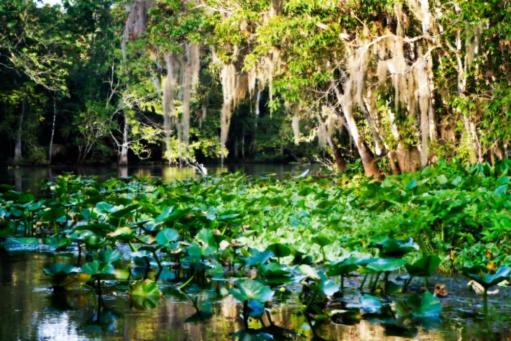 Water Lilies I art print by Alan Hausenflock for $57.95 CAD