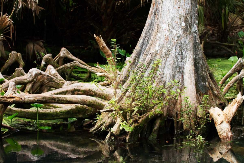 Cypress II art print by Alan Hausenflock for $57.95 CAD