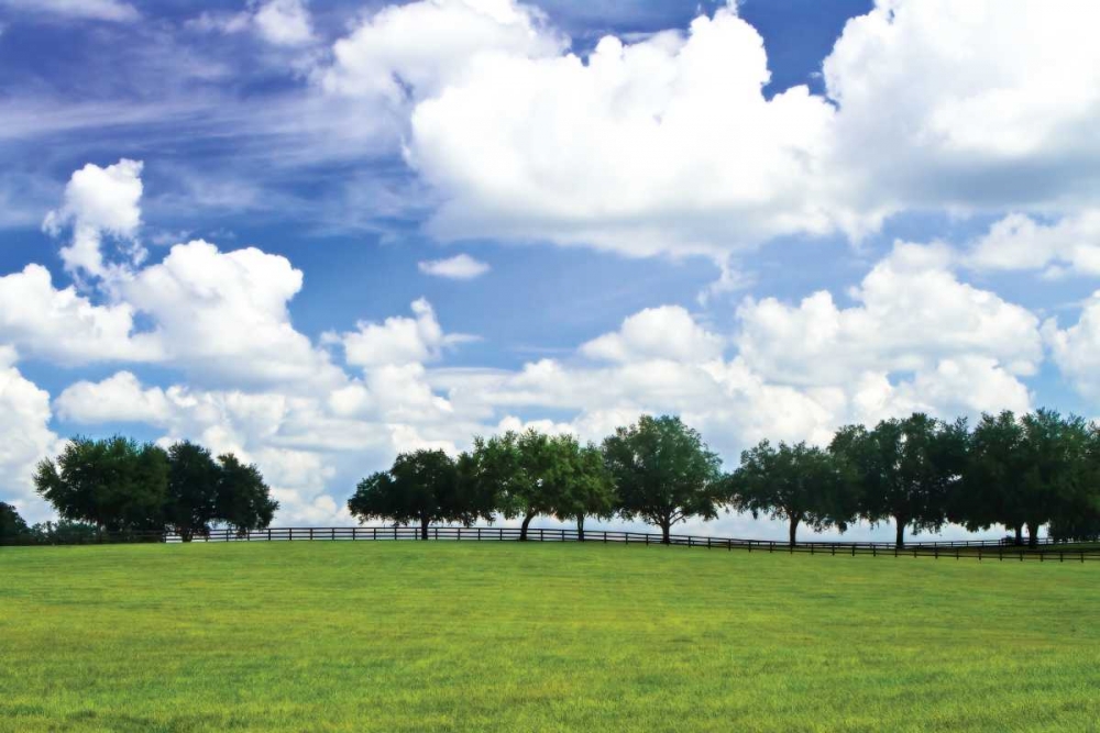 Tree Line III art print by Alan Hausenflock for $57.95 CAD