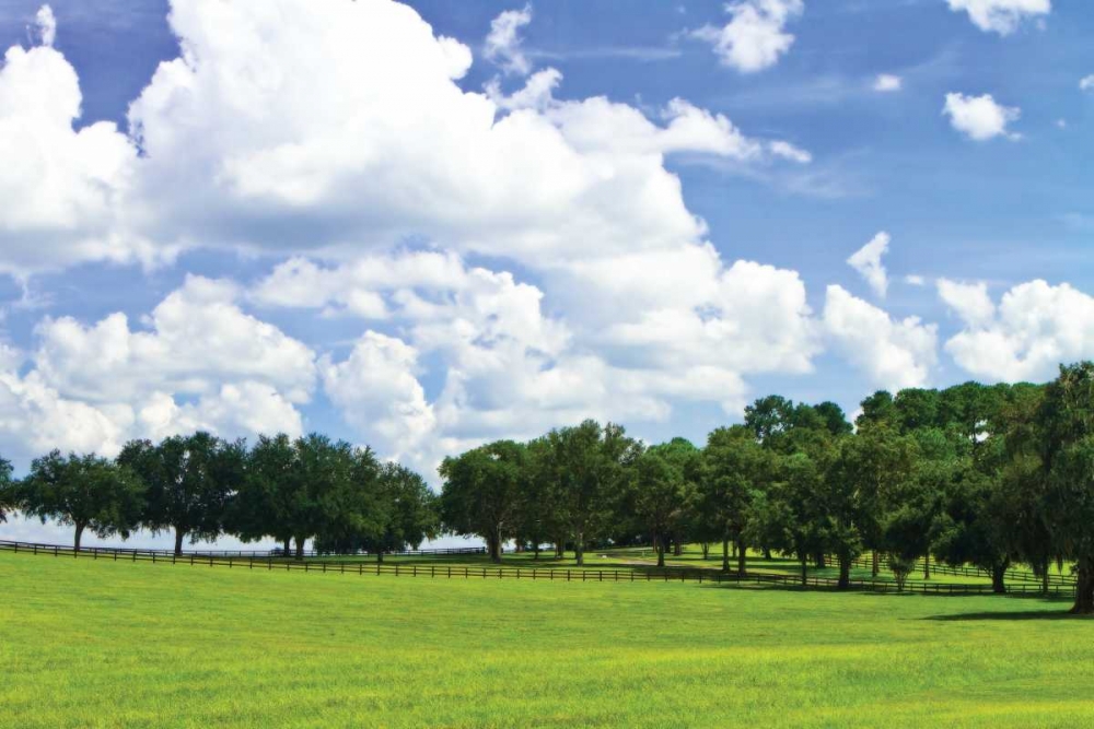 Tree Line IV art print by Alan Hausenflock for $57.95 CAD