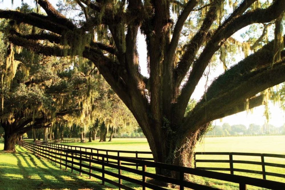 Majestic Oaks I art print by Alan Hausenflock for $57.95 CAD