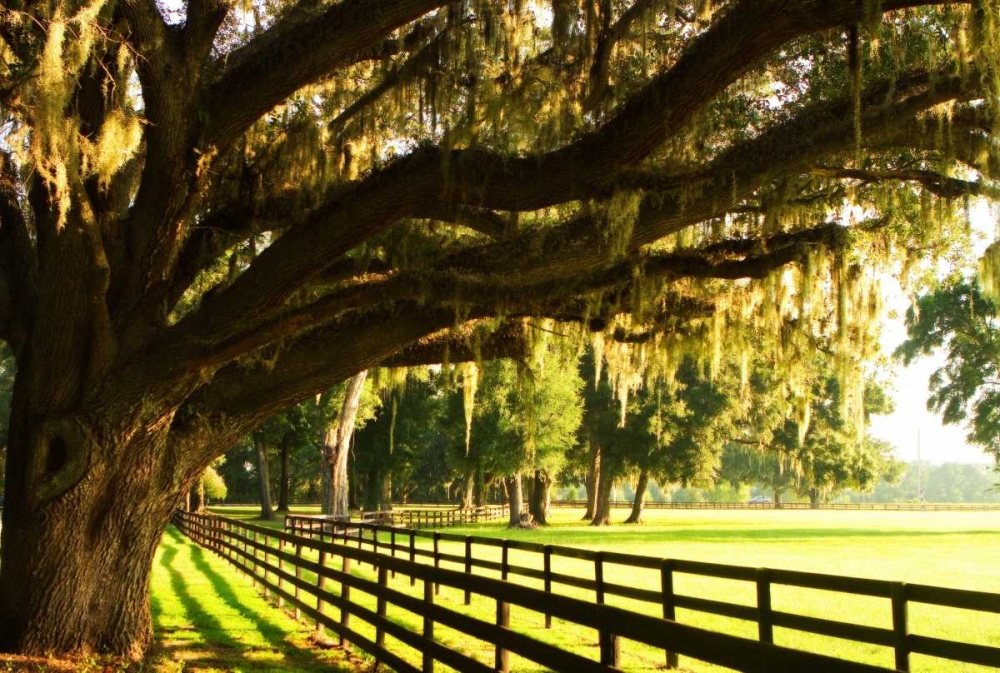 Majestic Oaks II art print by Alan Hausenflock for $57.95 CAD