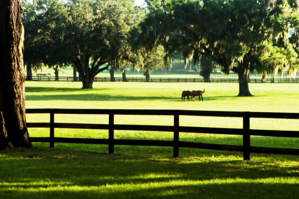 Serene Horses I art print by Alan Hausenflock for $57.95 CAD