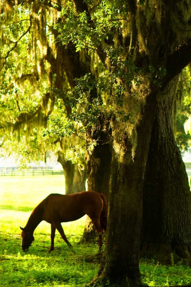 Horses in the Sunrise VII art print by Alan Hausenflock for $57.95 CAD