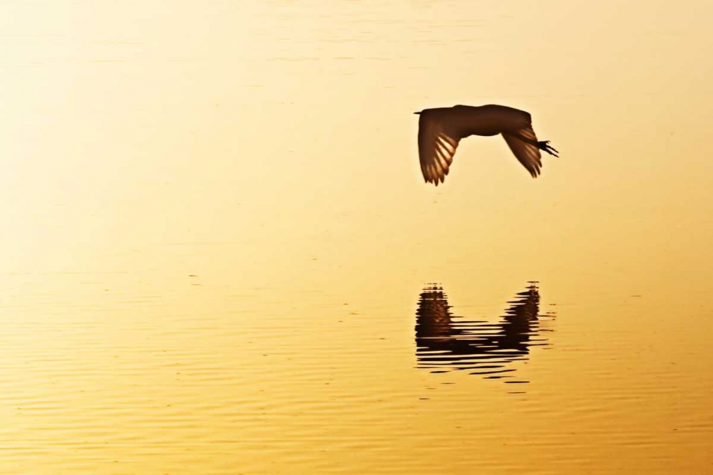 Egrets in the Sunrise III art print by Alan Hausenflock for $57.95 CAD