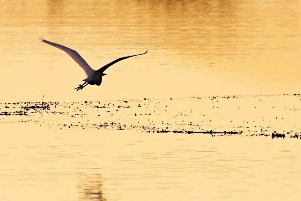 Egrets in the Sunrise IV art print by Alan Hausenflock for $57.95 CAD