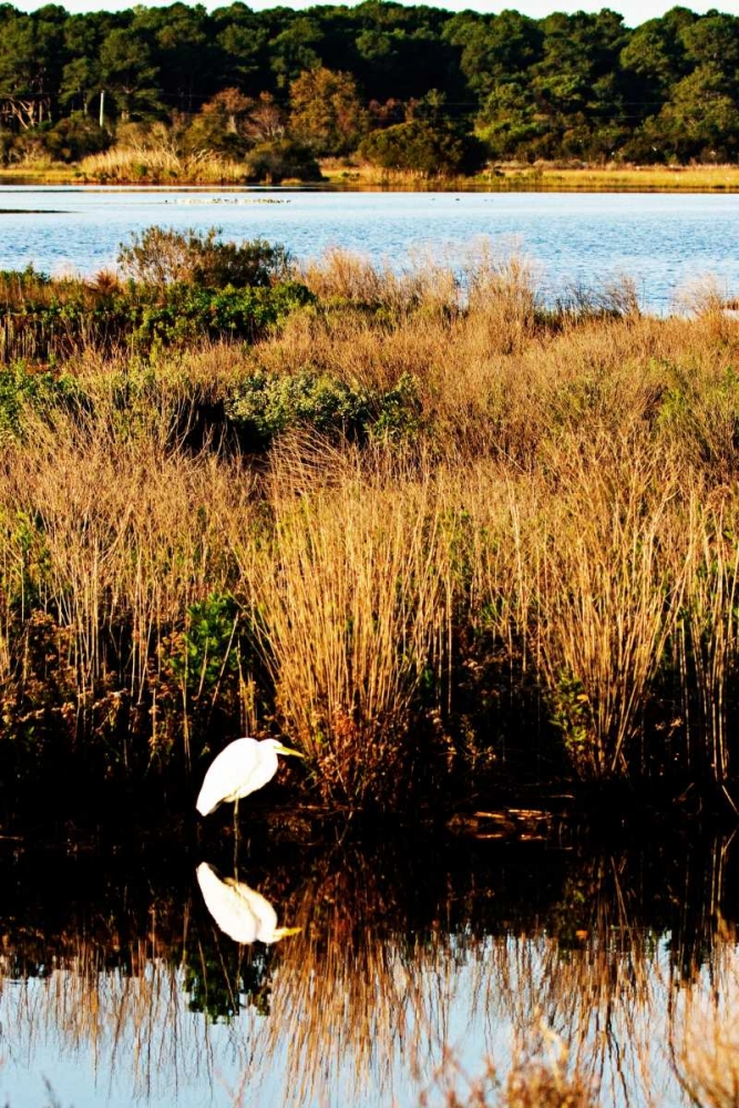 Assateague Island I art print by Alan Hausenflock for $57.95 CAD