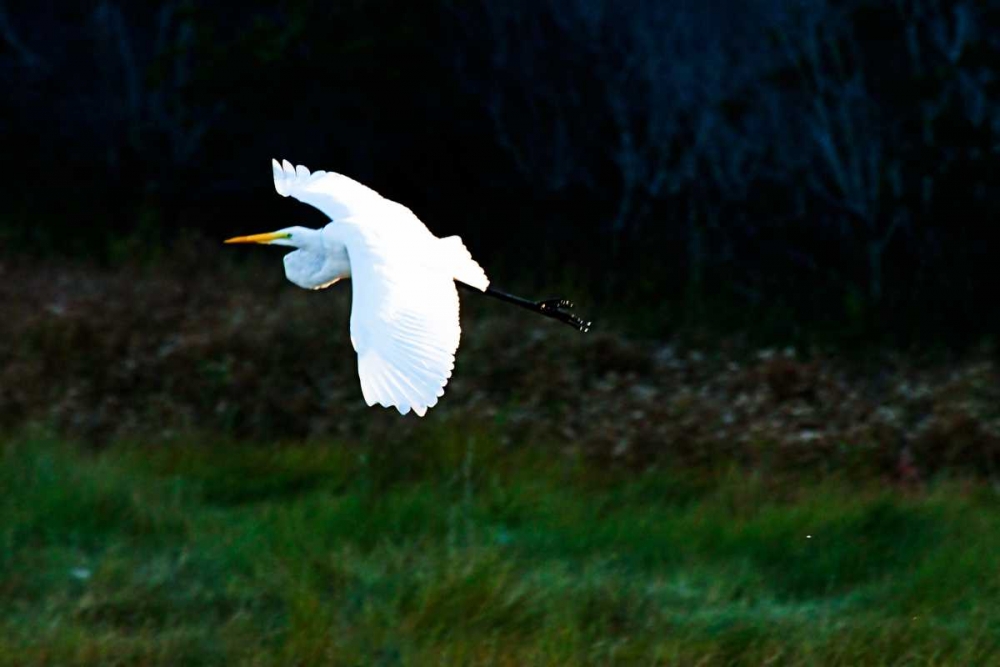 Egret in Flight I art print by Alan Hausenflock for $57.95 CAD