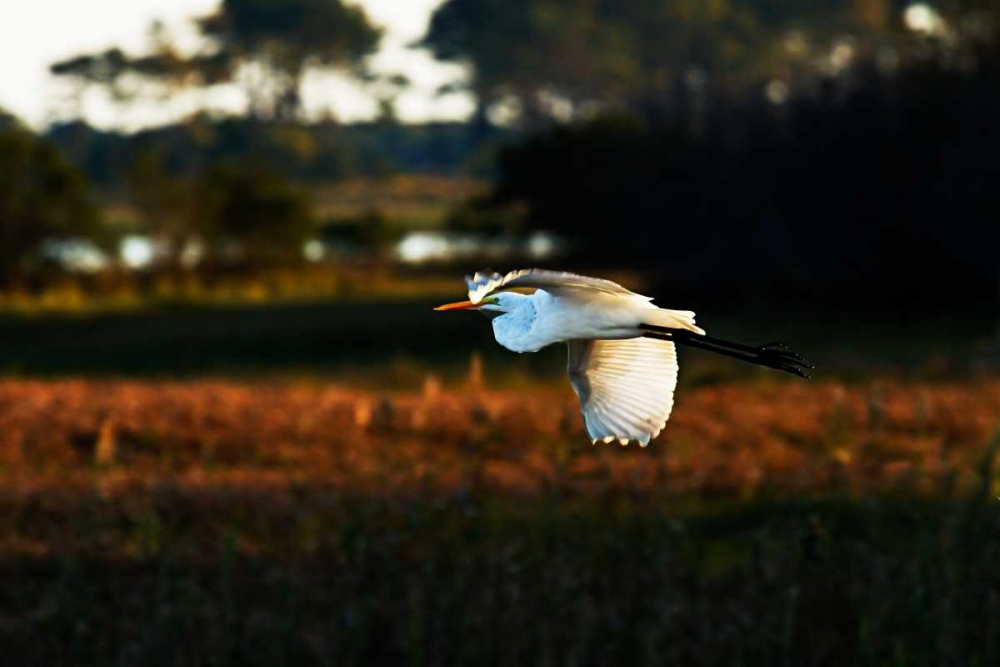 Egret in Flight II art print by Alan Hausenflock for $57.95 CAD