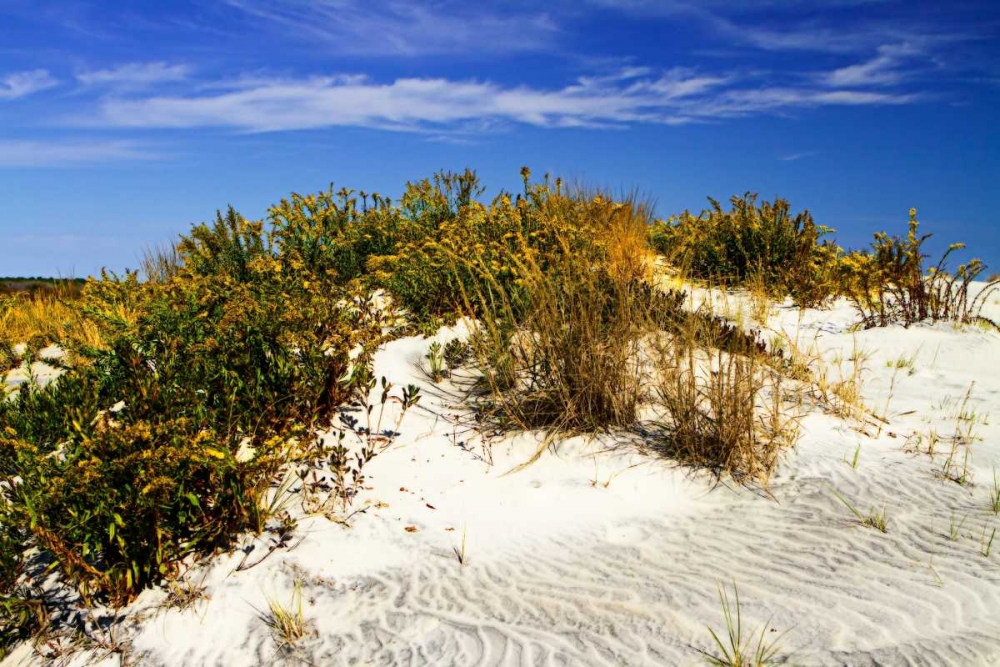 Assateague Beach I art print by Alan Hausenflock for $57.95 CAD