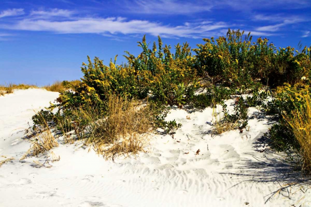 Assateague Beach II art print by Alan Hausenflock for $57.95 CAD