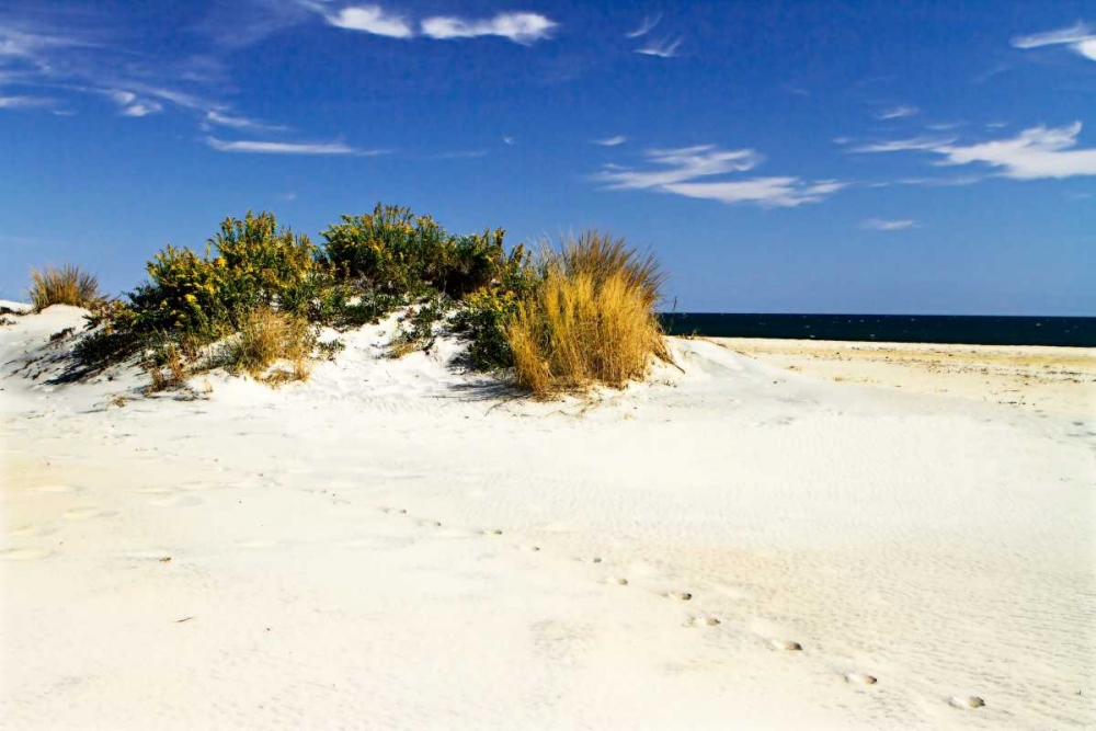 Assateague Beach III art print by Alan Hausenflock for $57.95 CAD