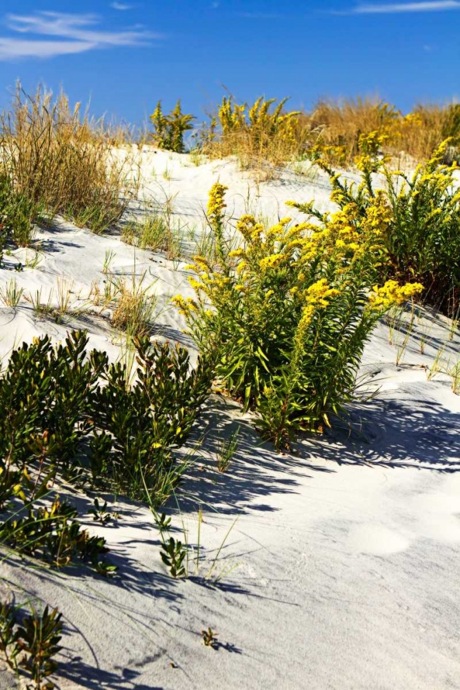 Assateague Beach VI art print by Alan Hausenflock for $57.95 CAD