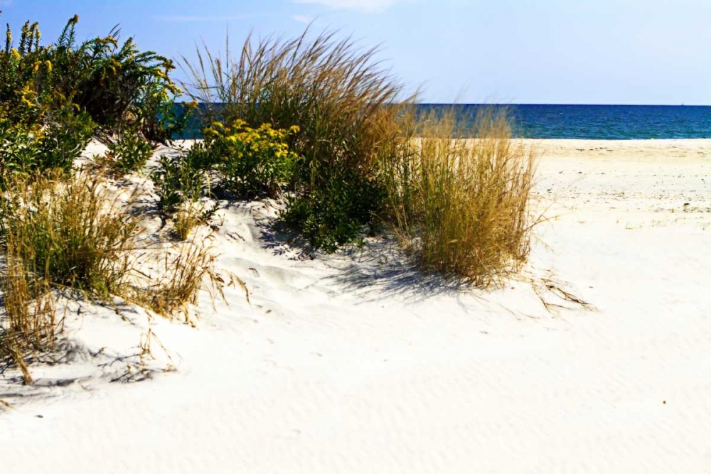 Assateague Beach VII art print by Alan Hausenflock for $57.95 CAD