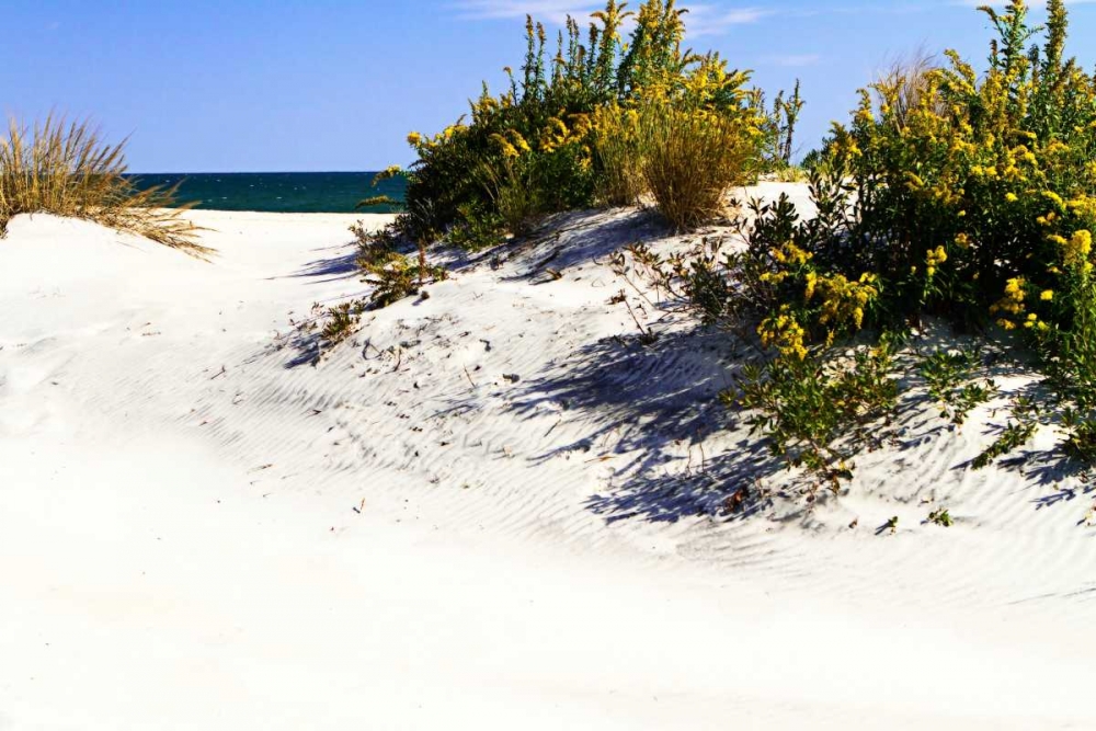 Assateague Beach VIII art print by Alan Hausenflock for $57.95 CAD