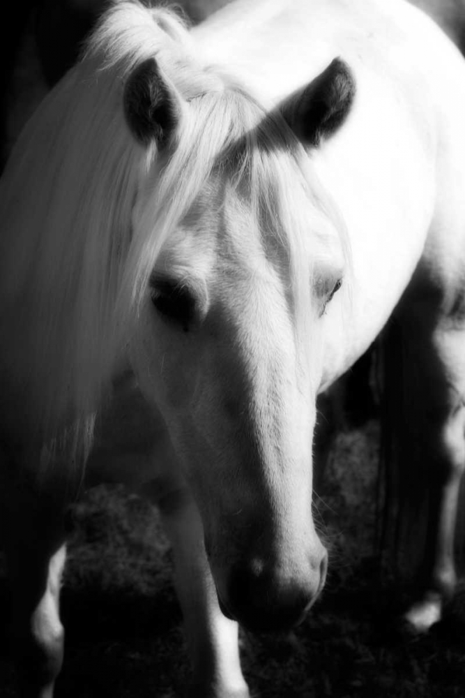 Babe I art print by Alan Hausenflock for $57.95 CAD