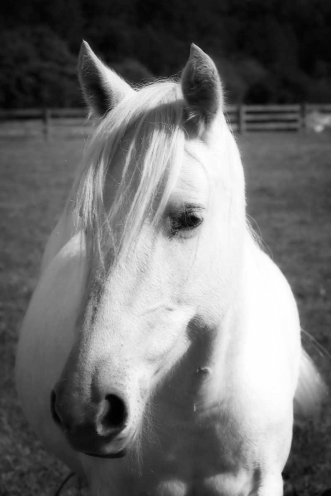 Babe II art print by Alan Hausenflock for $57.95 CAD