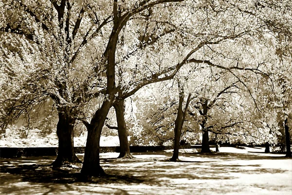 Fantasy Oaks art print by Alan Hausenflock for $57.95 CAD