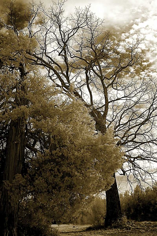 Winter Scene art print by Alan Hausenflock for $57.95 CAD