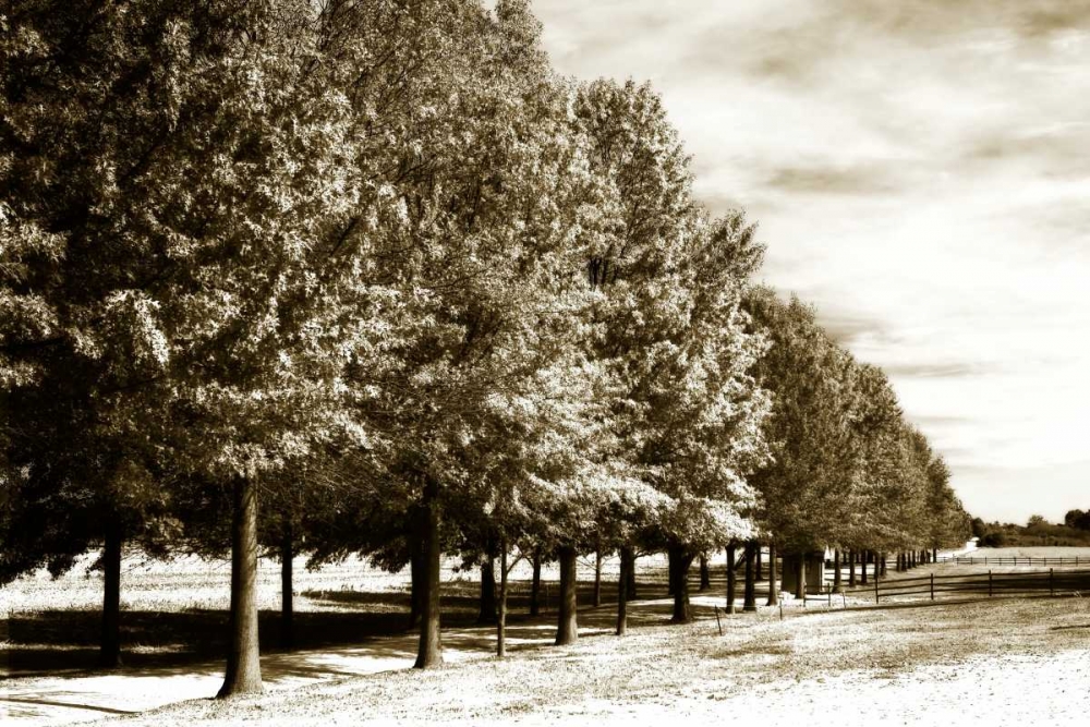 Plantation Road I art print by Alan Hausenflock for $57.95 CAD