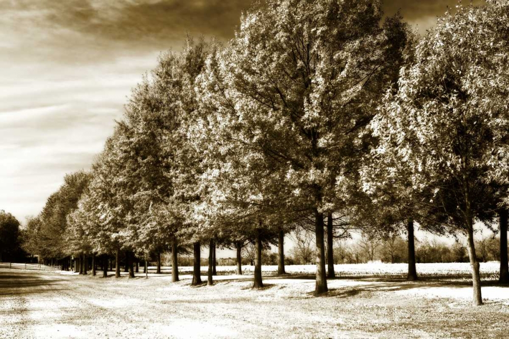 Plantation Road II art print by Alan Hausenflock for $57.95 CAD