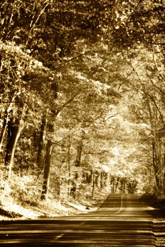 Autumn Wood Road III art print by Alan Hausenflock for $57.95 CAD