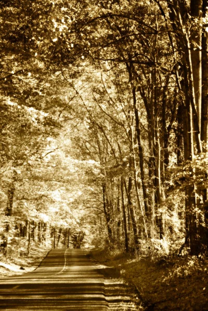 Autumn Wood Road IV art print by Alan Hausenflock for $57.95 CAD