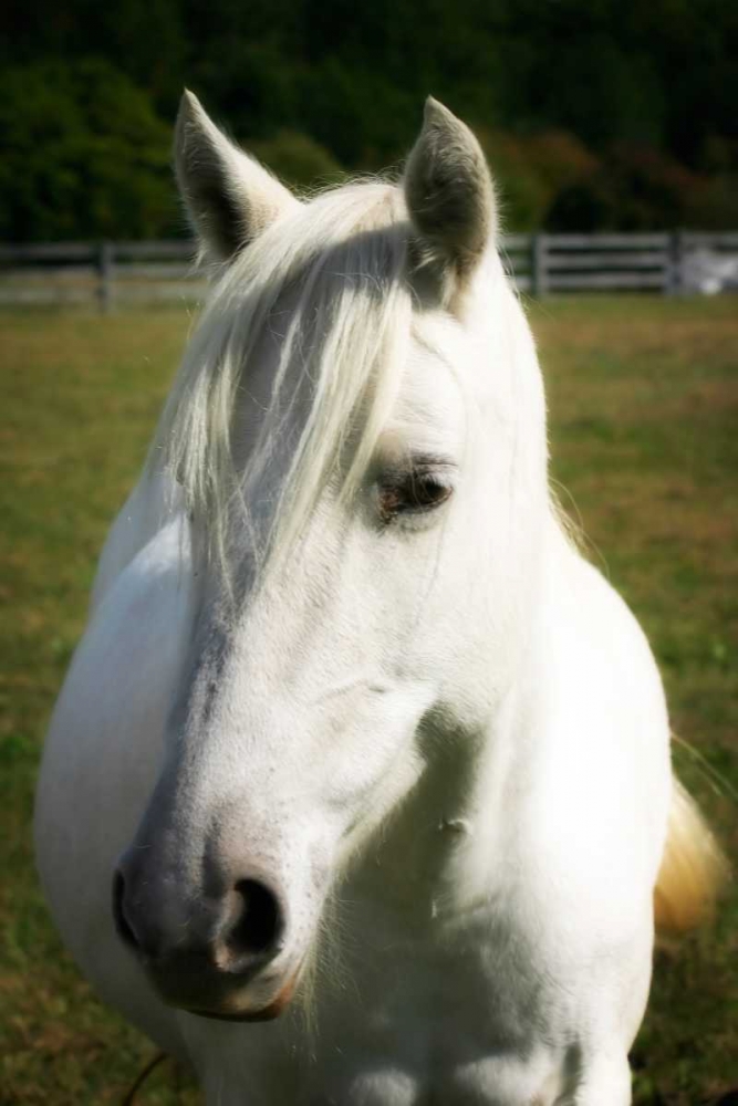Babe II art print by Alan Hausenflock for $57.95 CAD