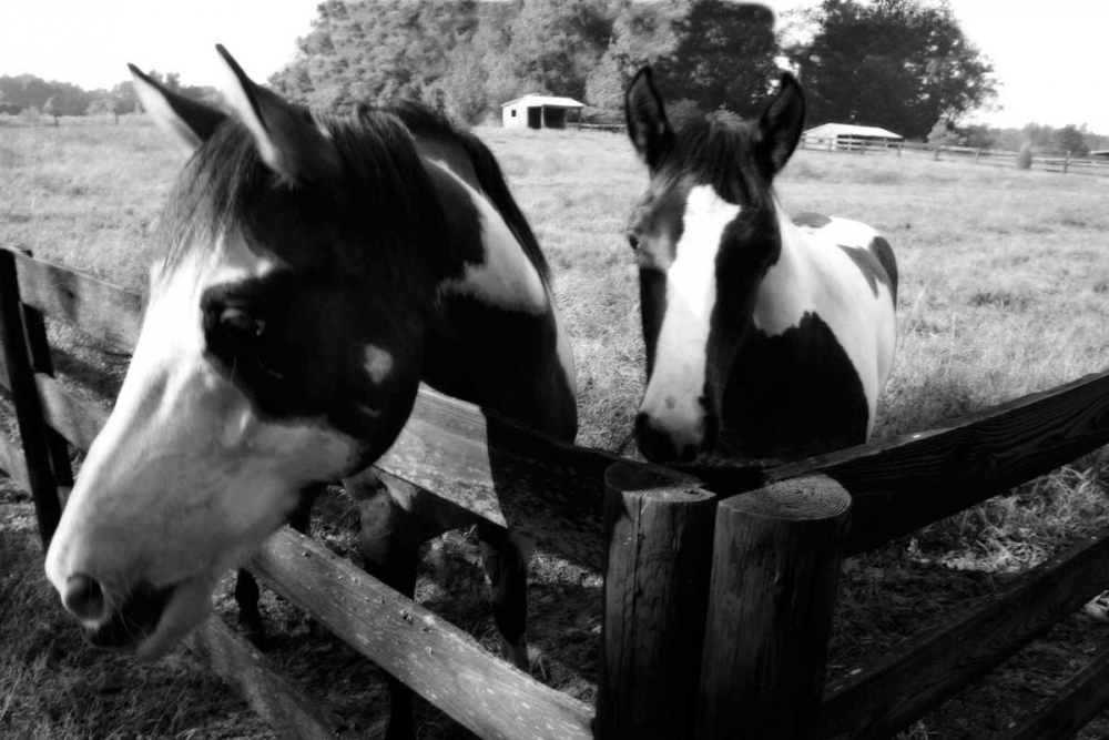 Stormy and Foal I art print by Alan Hausenflock for $57.95 CAD