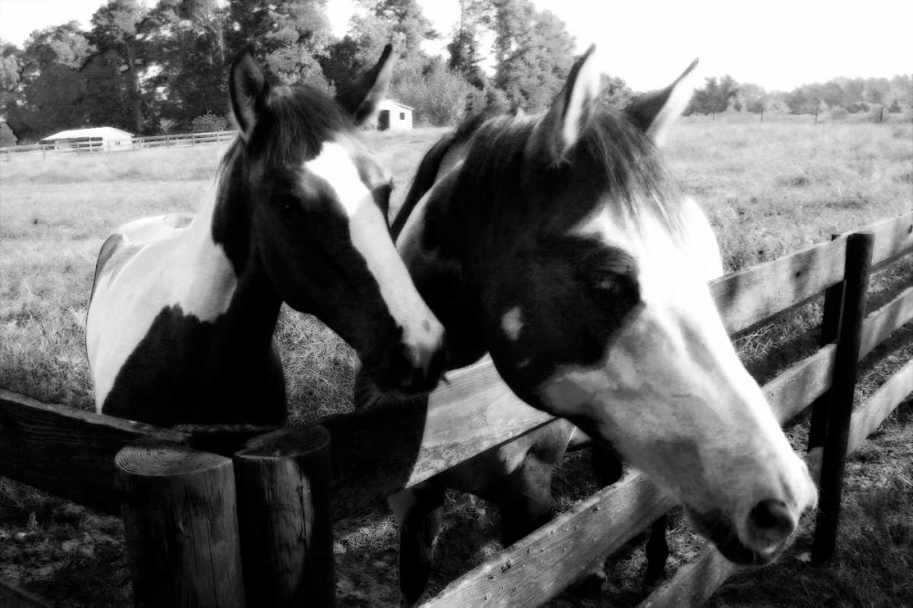 Stormy and Foal II art print by Alan Hausenflock for $57.95 CAD