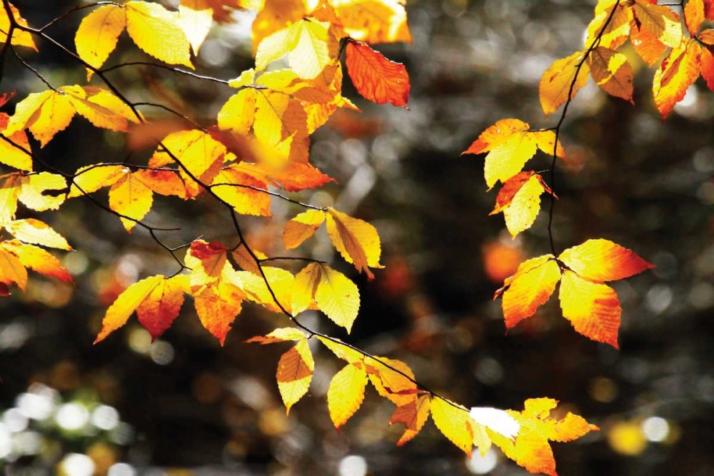 Autumn Leaves I art print by Alan Hausenflock for $57.95 CAD