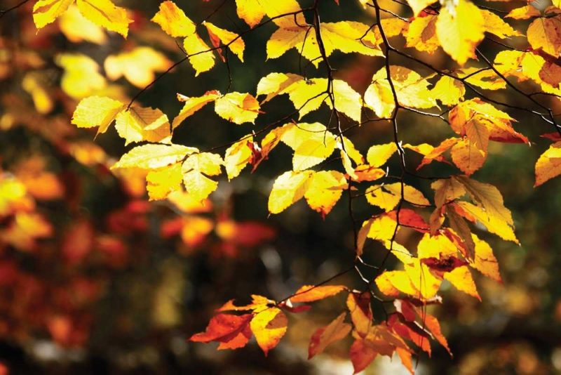 Autumn Leaves II art print by Alan Hausenflock for $57.95 CAD