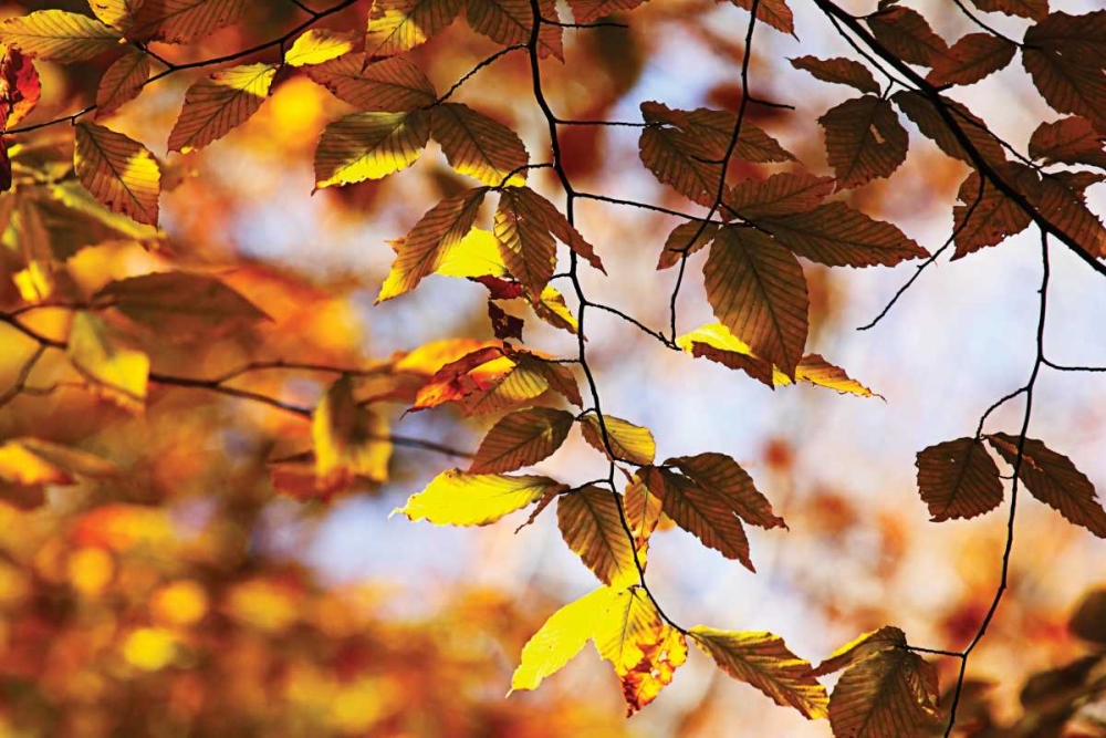 Autumn Leaves III art print by Alan Hausenflock for $57.95 CAD