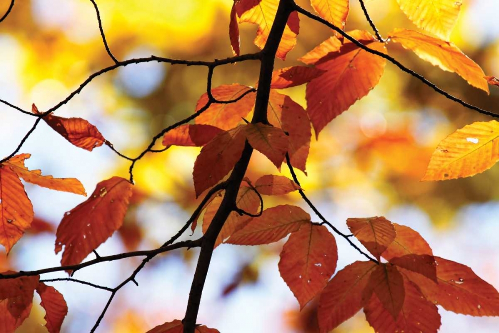 Autumn Leaves IV art print by Alan Hausenflock for $57.95 CAD