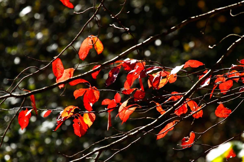 Autumn Leaves V art print by Alan Hausenflock for $57.95 CAD