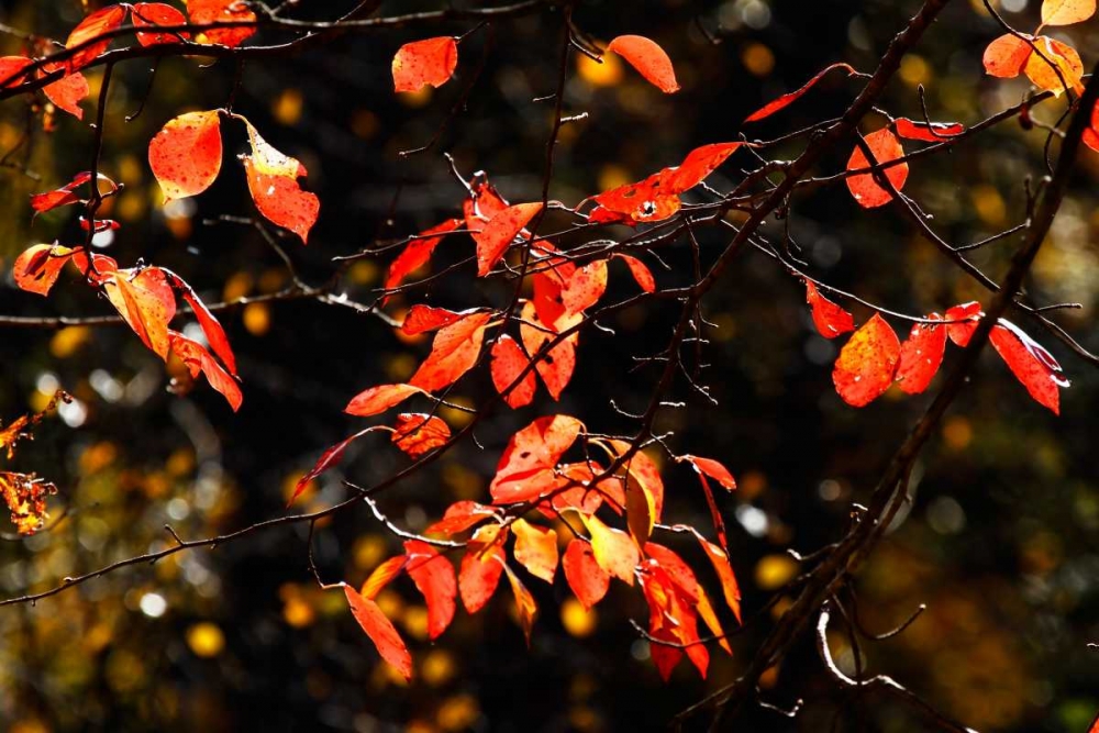 Autumn Leaves VI art print by Alan Hausenflock for $57.95 CAD
