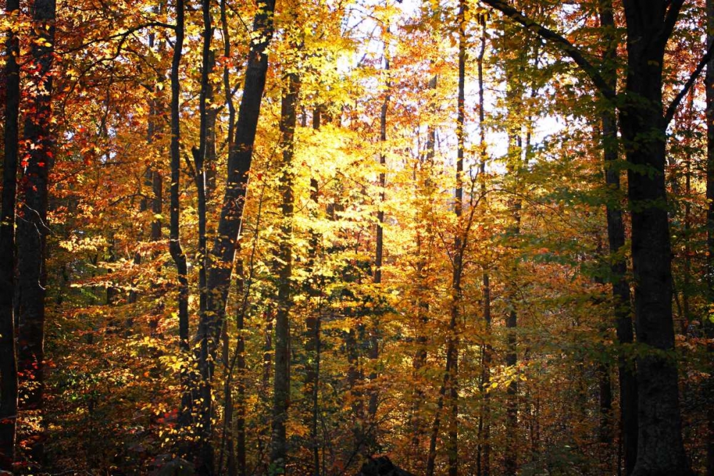 Sunset Through the Woods I art print by Alan Hausenflock for $57.95 CAD