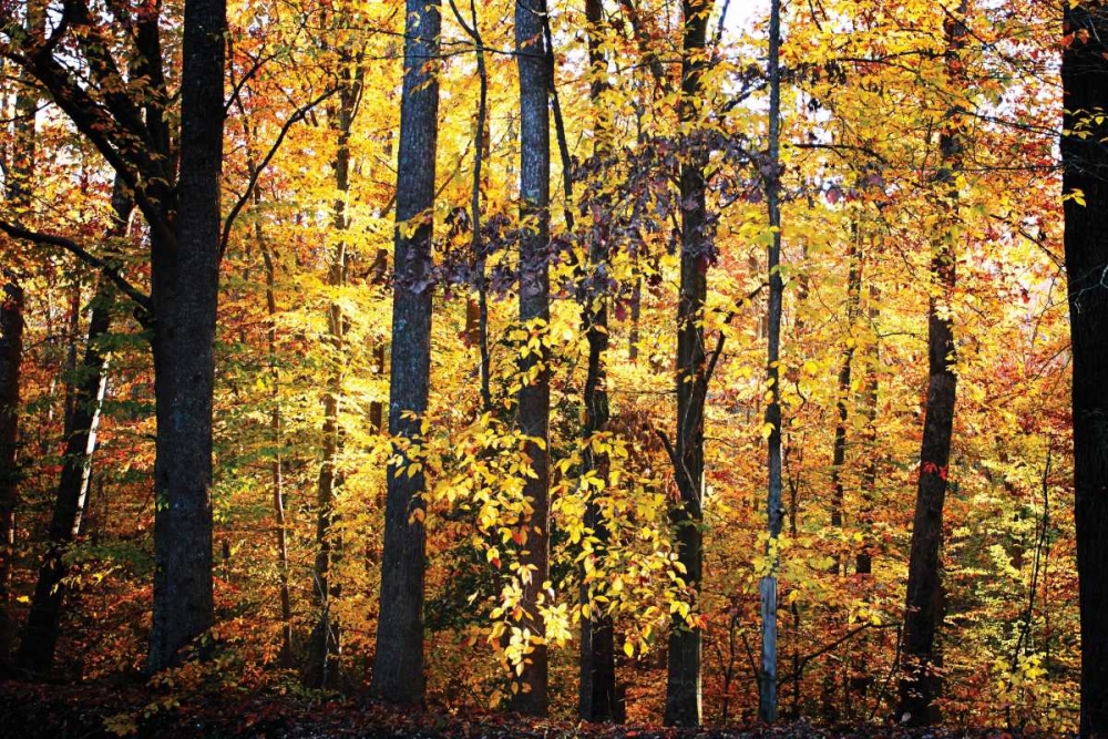 Sunset Through the Woods II art print by Alan Hausenflock for $57.95 CAD