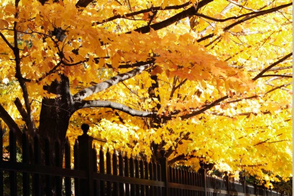 Boughs of Gold III art print by Alan Hausenflock for $57.95 CAD
