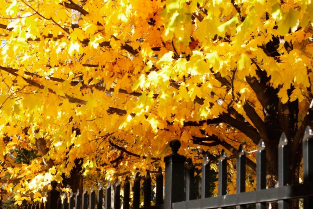 Boughs of Gold IV art print by Alan Hausenflock for $57.95 CAD