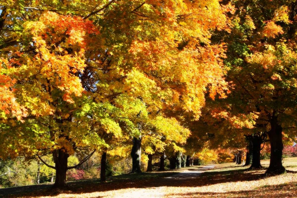 Sugar Maples I art print by Alan Hausenflock for $57.95 CAD