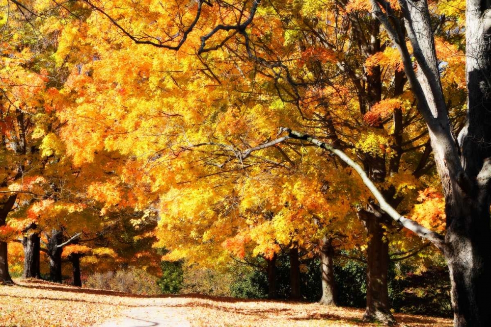 Sugar Maples II art print by Alan Hausenflock for $57.95 CAD