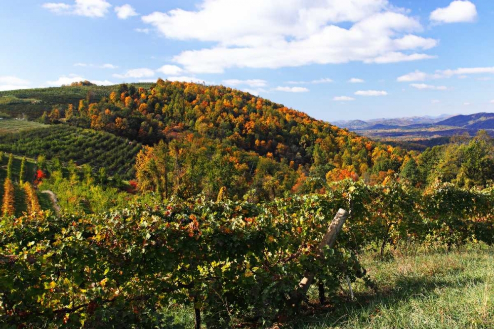 Mountain Vineyard I art print by Alan Hausenflock for $57.95 CAD