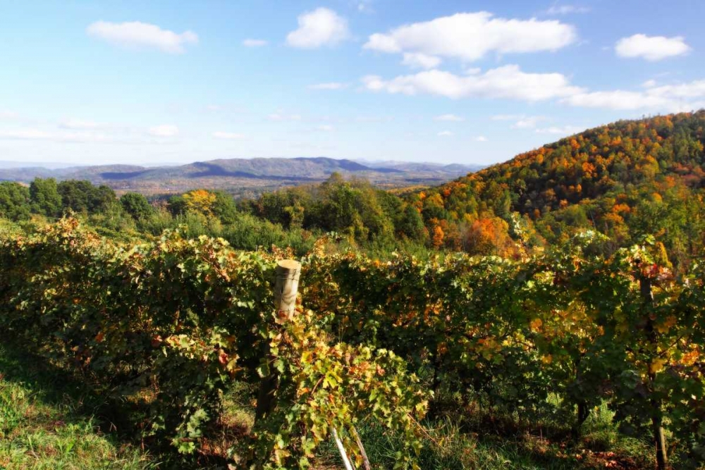 Mountain Vineyard II art print by Alan Hausenflock for $57.95 CAD