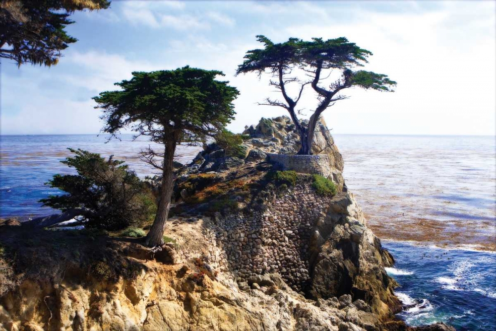 Lone Cypress II art print by Alan Hausenflock for $57.95 CAD