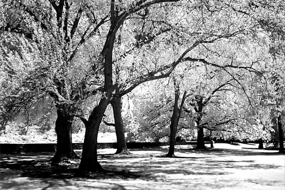 Fantasy Oaks art print by Alan Hausenflock for $57.95 CAD