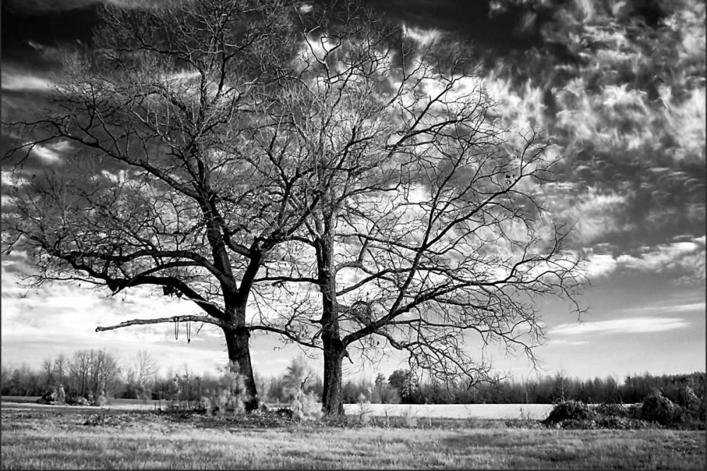 Roseville Oaks art print by Alan Hausenflock for $57.95 CAD